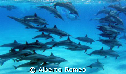 Dolfins in South Aegyptian Red Sea. Ambient light
SHOOT ... by Alberto Romeo 